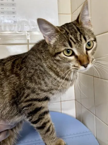An adult small-sized male Domestic Short Hair cat named Kettle for adoption in San Antonio, TX
