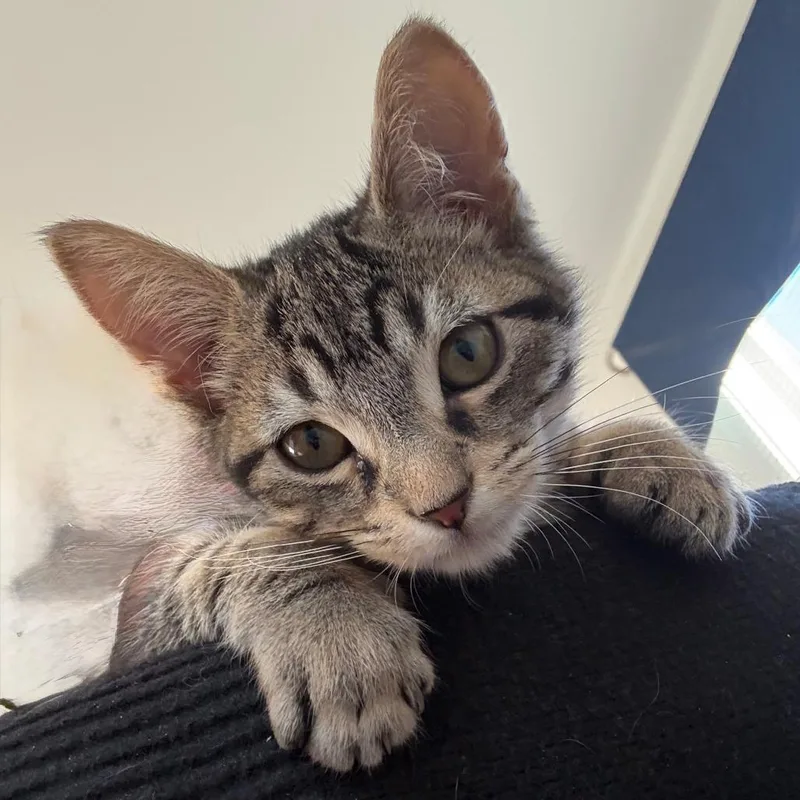 A baby small-sized male Brown / Chocolate Domestic Short Hair cat named Orion for adoption in Hopkinton, MA