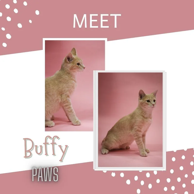 Buffy thumbnail 3