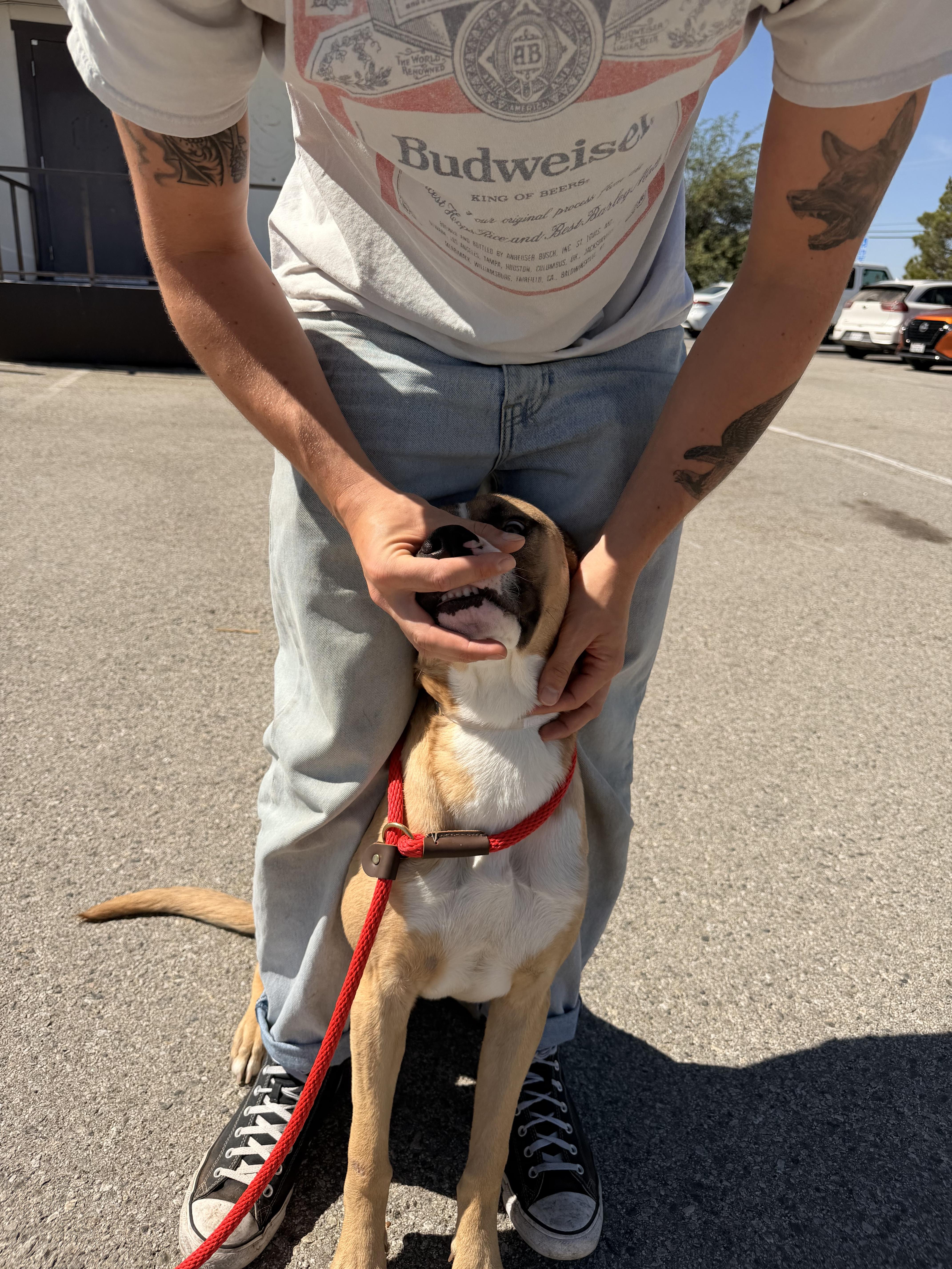A young medium-sized male Boxer dog named Elvis for adoption in Pacifica, CA