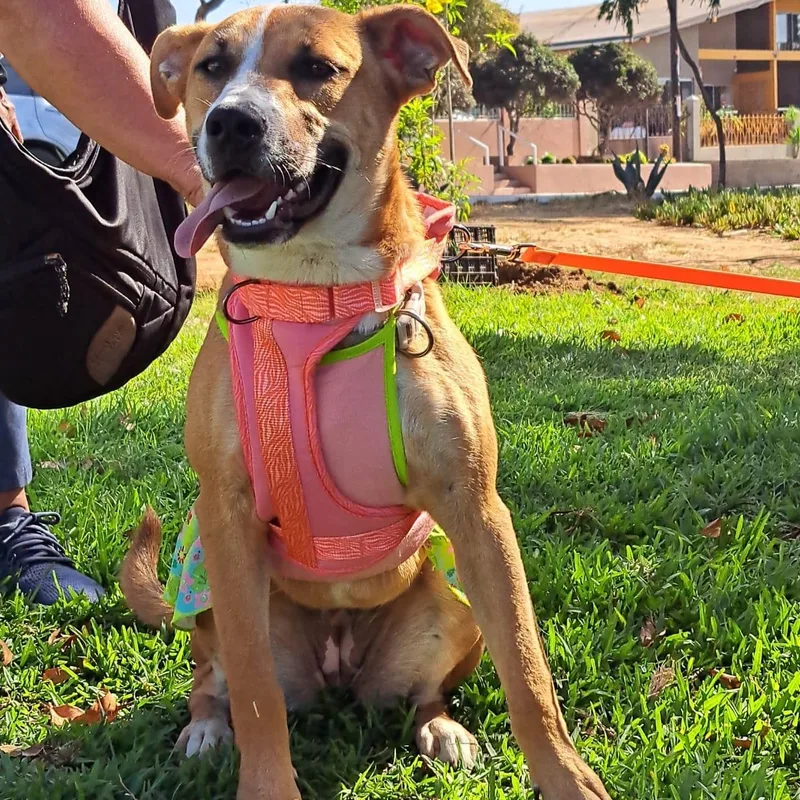 A baby medium-sized female Terrier dog named Alana for adoption in Orange, CA