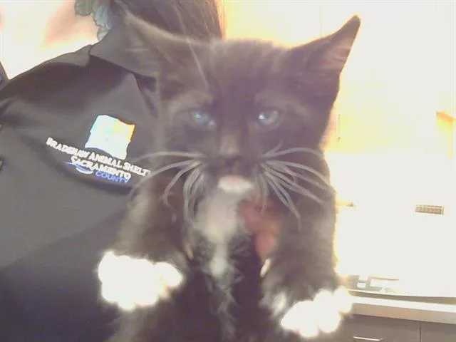 A baby small-sized male Domestic Short Hair cat named Karl for adoption in Sacramento, CA