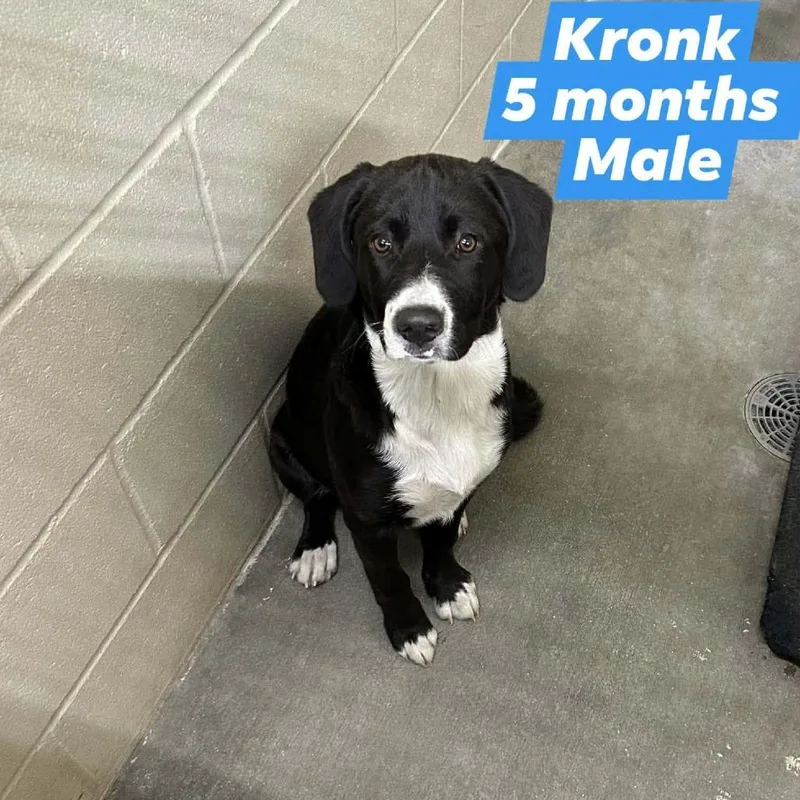Kronk
