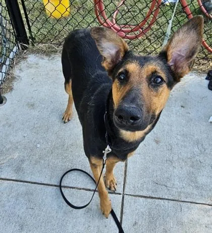 An adult medium-sized female German Shepherd Dog dog named Carrie for adoption in Dallas, TX