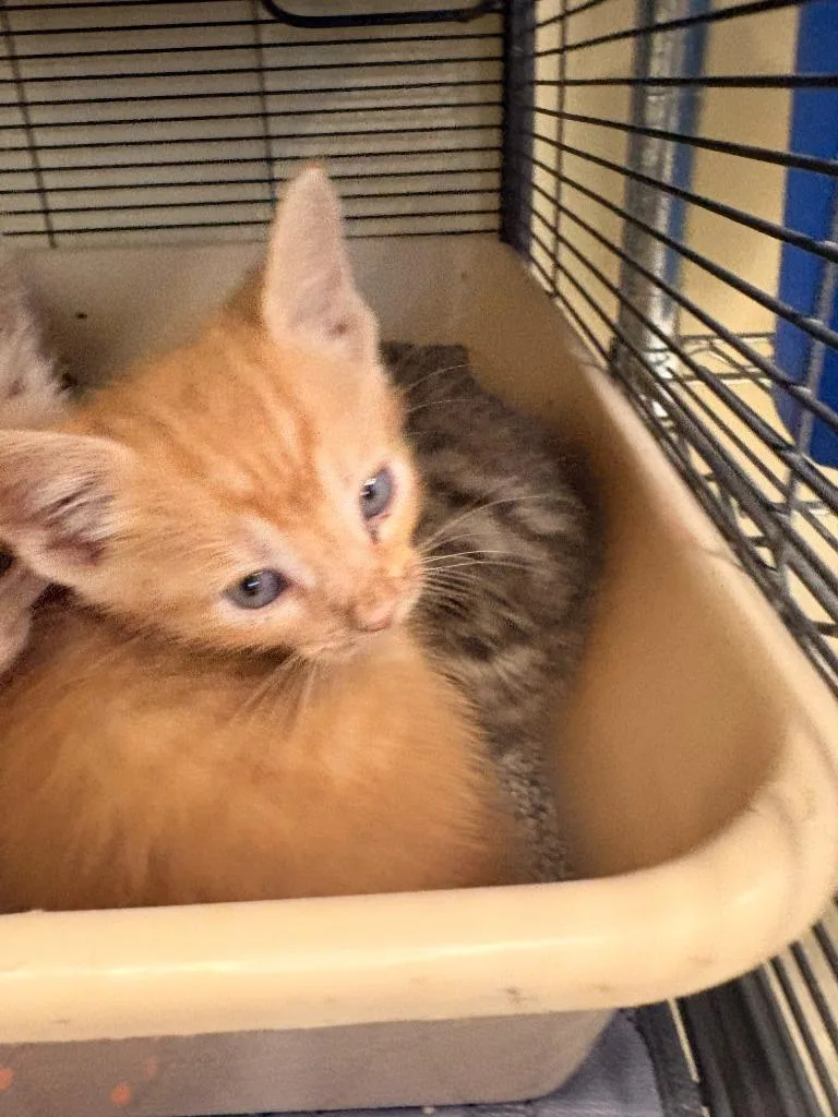 Simba