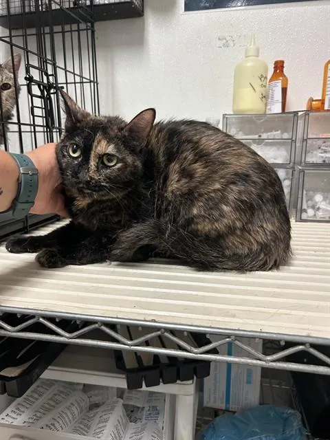 An adult medium-sized female Domestic Short Hair cat named Bat for adoption in Bakersfield, CA