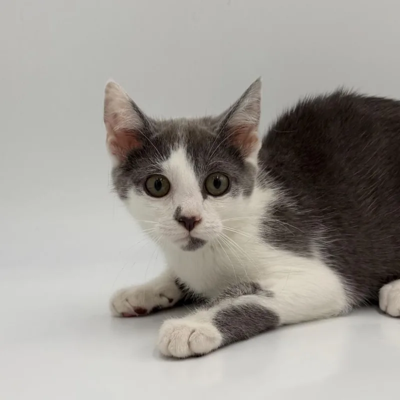 A baby medium-sized male Domestic Short Hair cat named Poppin Fresh for adoption in State College, PA