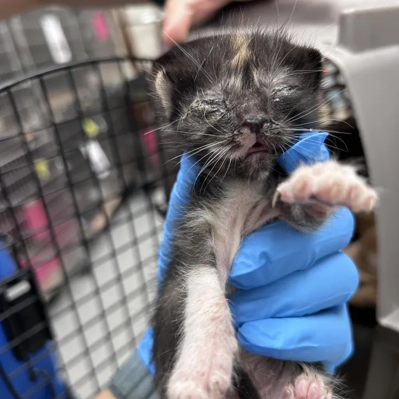 A baby medium-sized female Black Domestic Short Hair cat named Daisy for adoption in Leander, TX