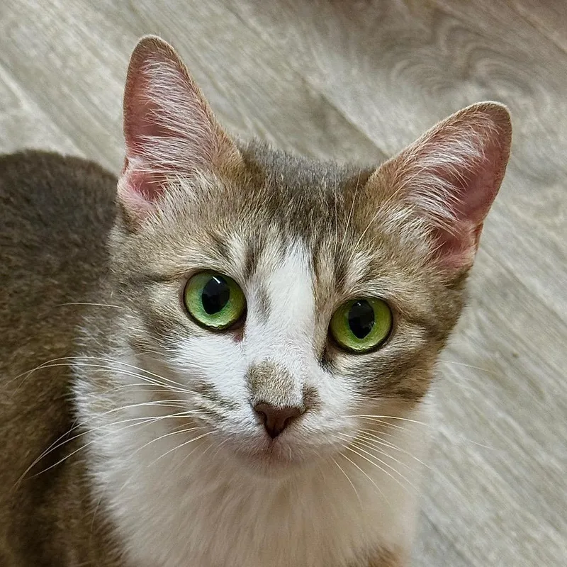 An adult large-sized female Gray / Blue / Silver Domestic Medium Hair cat named Missy for adoption in Delta, AL