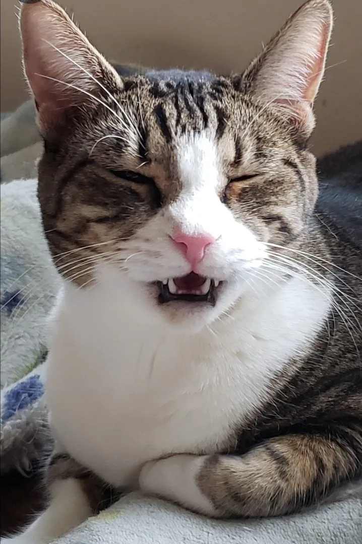 An adult large-sized female Tabby (Buff / Tan / Fawn) Domestic Short Hair cat named Alexa for adoption in Houston, TX