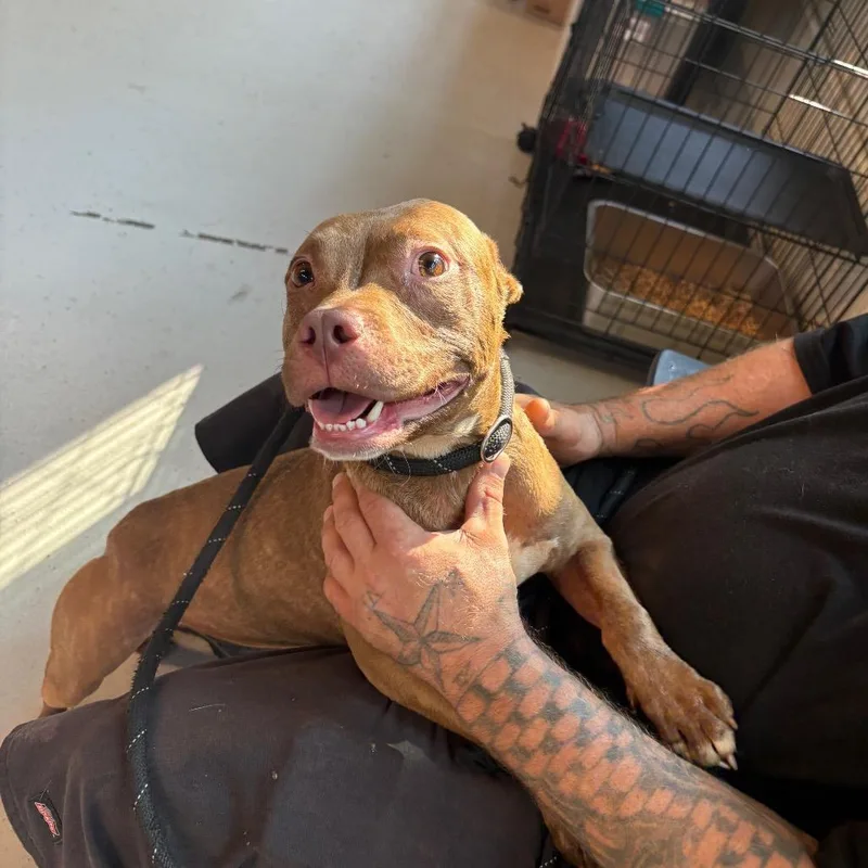 An adult medium-sized female Brindle Mixed Breed dog named CornDog Stray Hold for adoption in Huntington, WV