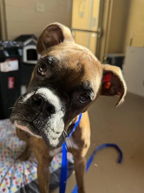 A young large-sized male Boxer dog named Marley for adoption in Chula Vista, CA