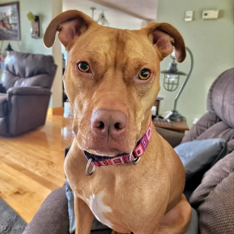 An adult medium-sized female Labrador Retriever dog named Greta Mae for adoption in Dover, NH