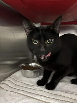An adult small-sized female Domestic Short Hair cat named Winnifred for adoption in Cincinnati, OH