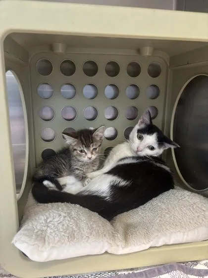 A baby small-sized female Domestic Short Hair cat named Owl for adoption in Lafayette, IN
