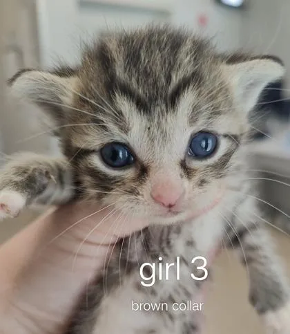 Owl thumbnail 2