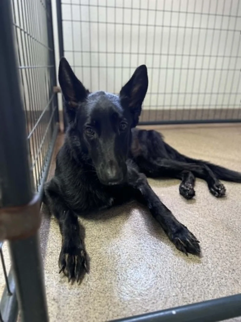 A young medium-sized female Mixed Breed dog named Angel for adoption in Pompano Beach, FL