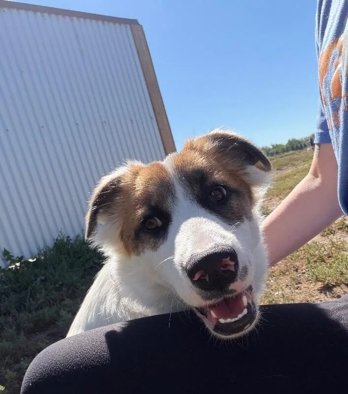 A baby medium-sized female Tricolor (Brown, Black, & White) Mixed Breed dog named Talkeetna for adoption in Fort Collins, CO