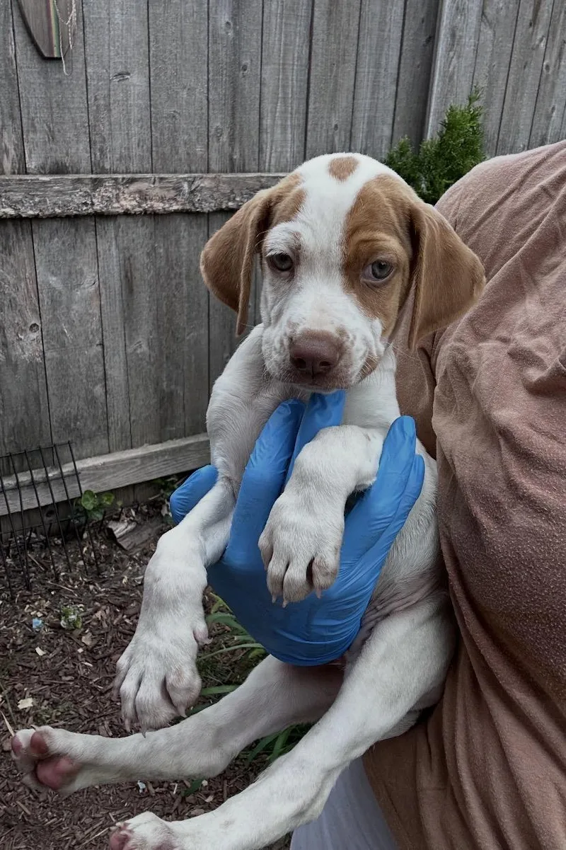 A baby medium-sized male Brittany Spaniel dog named Frederick for adoption in Wonder Lake, IL