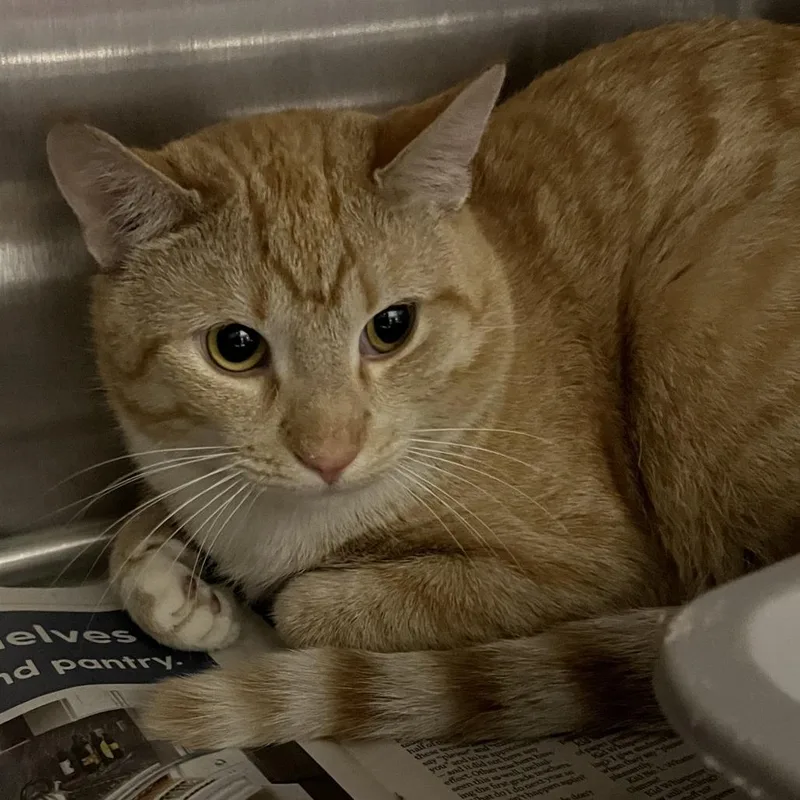 An adult large-sized male Orange / Red Domestic Short Hair cat named Titus for adoption in Oak Park, IL