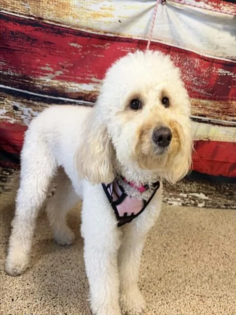 A young medium-sized male Golden Retriever dog named Isha for adoption in Miami, FL