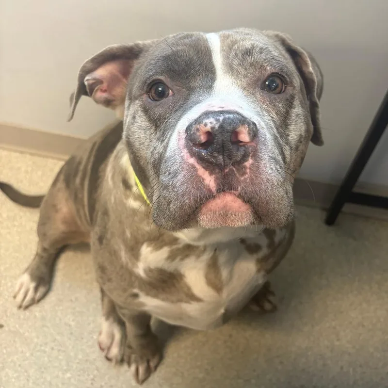 An adult large-sized female Gray / Blue / Silver Pit Bull Terrier dog named Luna for adoption in Murray, UT