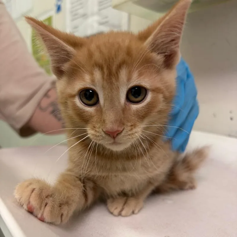 A baby small-sized female Orange / Red Domestic Medium Hair cat named Orange Ginger Steak Stir for adoption in Charleston, WV