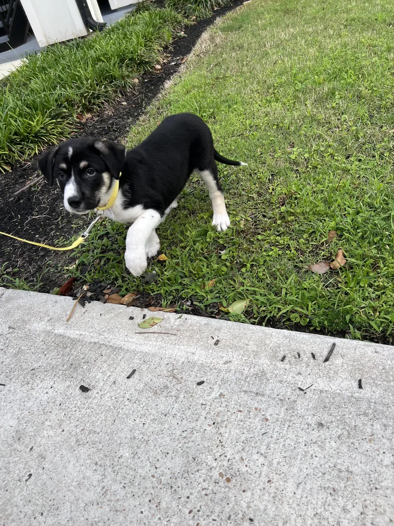 Miss Daisy