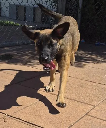 An adult medium-sized female German Shepherd Dog dog named Kirby for adoption in Shreveport, LA