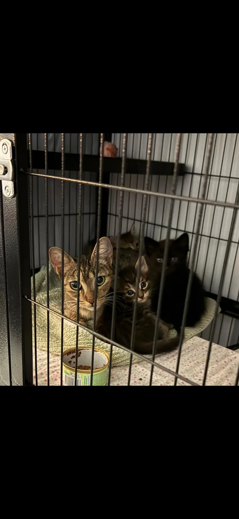 A young medium-sized female Tabby (Brown / Chocolate) Domestic Short Hair cat named Daleyza ORT for adoption in Missouri City, TX