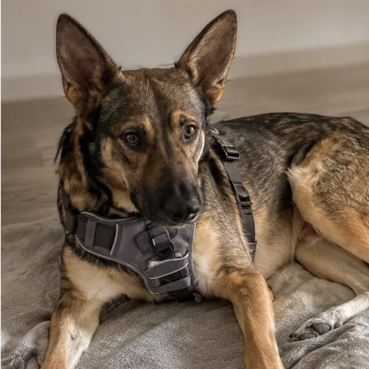 A young large-sized male German Shepherd Dog dog named Yogi Gs for adoption in Allen, TX