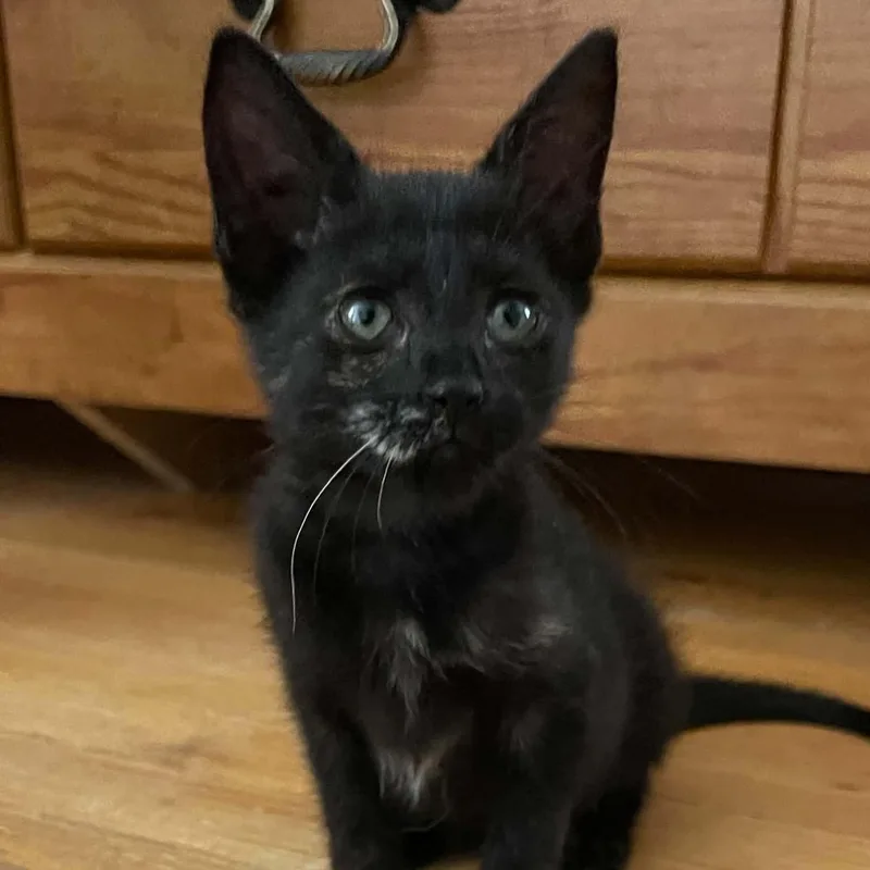 A baby medium-sized female Black Domestic Short Hair cat named Biscotti for adoption in Warren, NJ