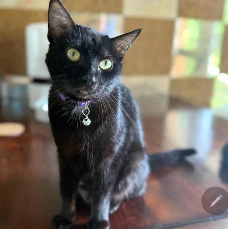 A young medium-sized female Black Domestic Short Hair cat named Fern for adoption in Warr Acres, OK