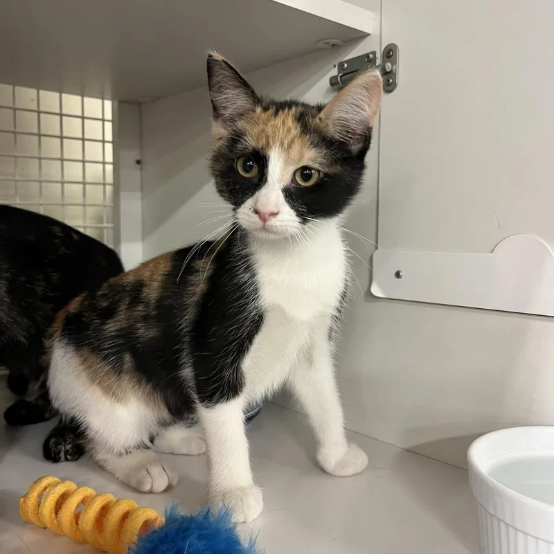 A baby small-sized female Calico Domestic Short Hair cat named Distraught for adoption in Saint Paul, MN