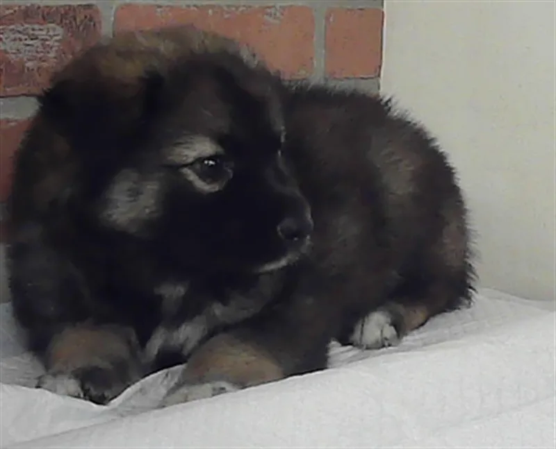 A baby small-sized female German Shepherd Dog dog named Bailey for adoption in Houston, TX