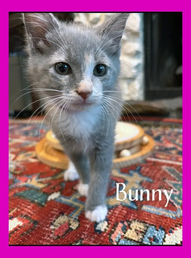 A baby medium-sized female Domestic Short Hair cat named Bunny for adoption in Hoover , AL