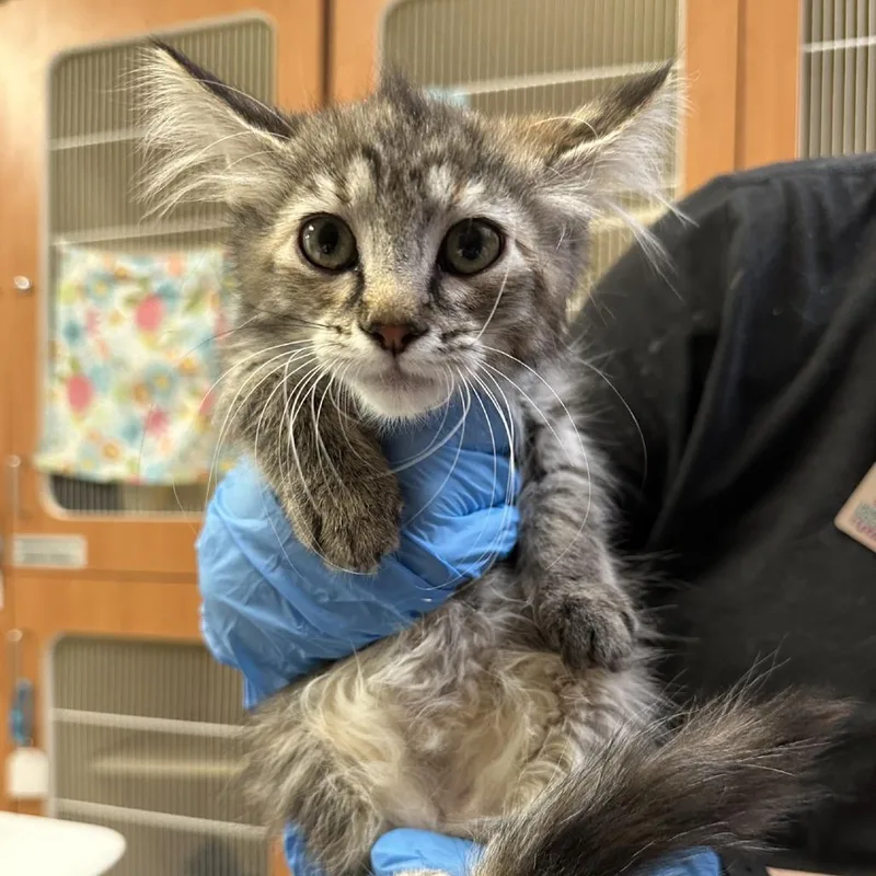 A baby small-sized female Domestic Long Hair cat named Katia for adoption in Murray, UT