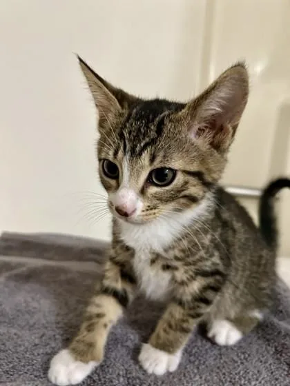 A baby medium-sized female Domestic Short Hair cat named Smudge for adoption in Sacramento, CA