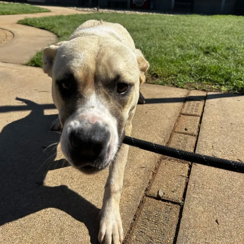 A young medium-sized male Yellow / Tan / Blond / Fawn Retriever dog named Maxwell for adoption in Greenville, SC