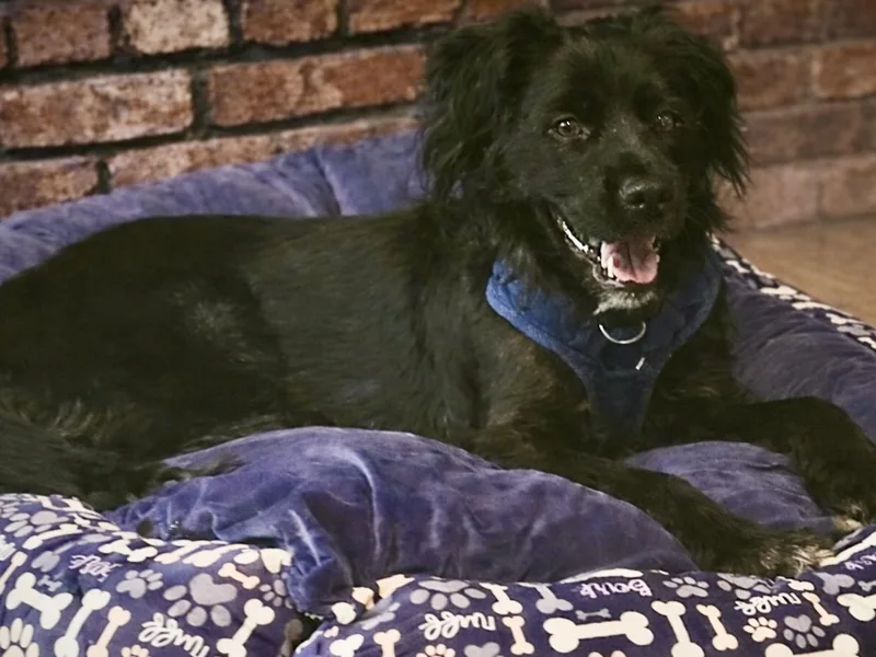 Luna  Devoted Lab thumbnail 3