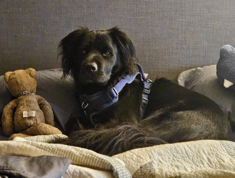 Luna  Devoted Lab thumbnail 4