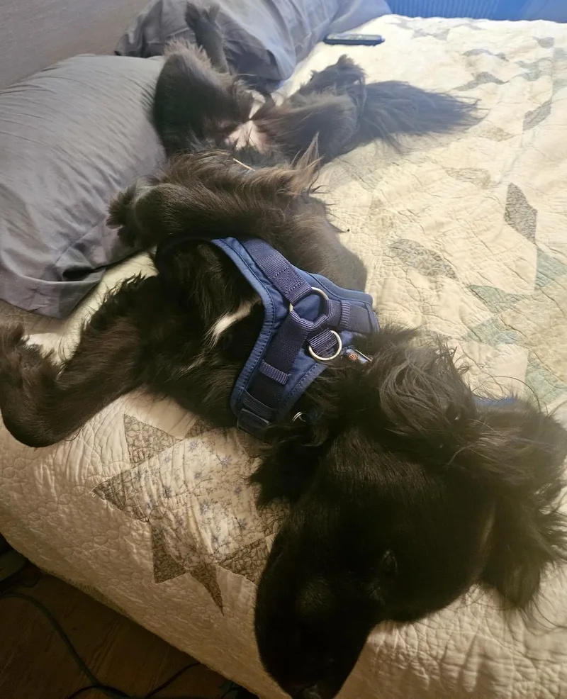 Luna  Devoted Lab thumbnail 5