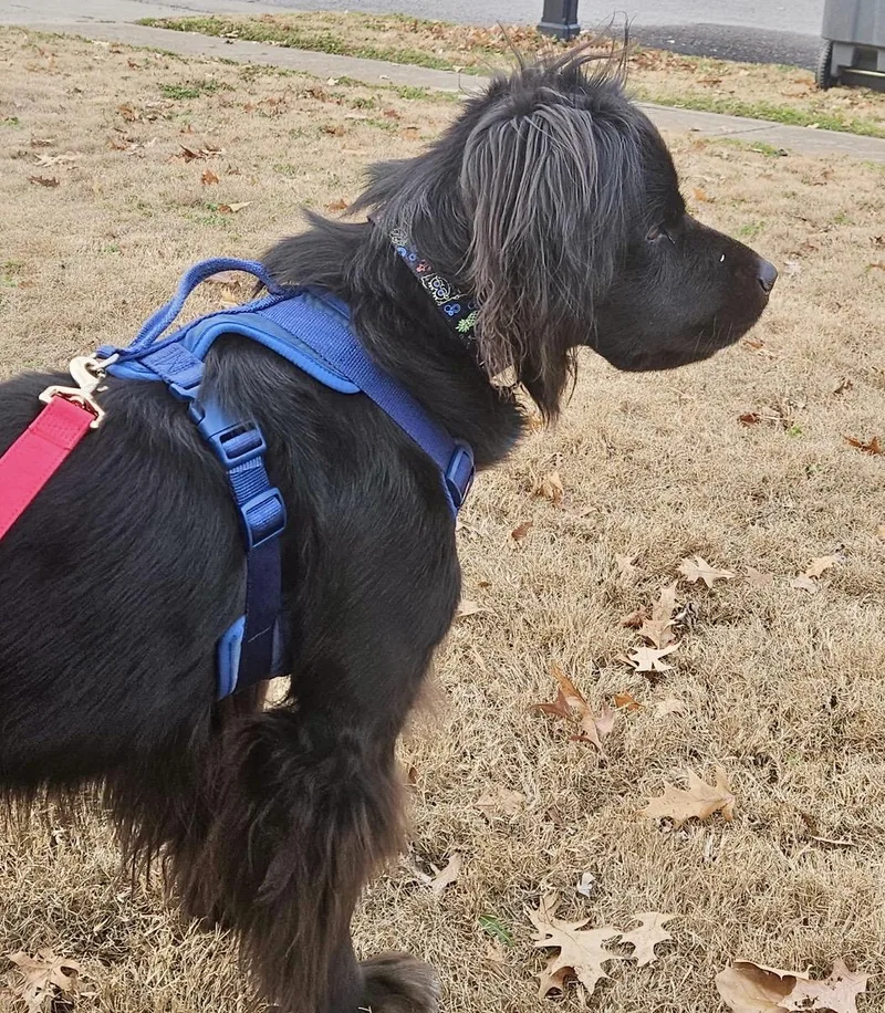 Luna  Devoted Lab thumbnail 6