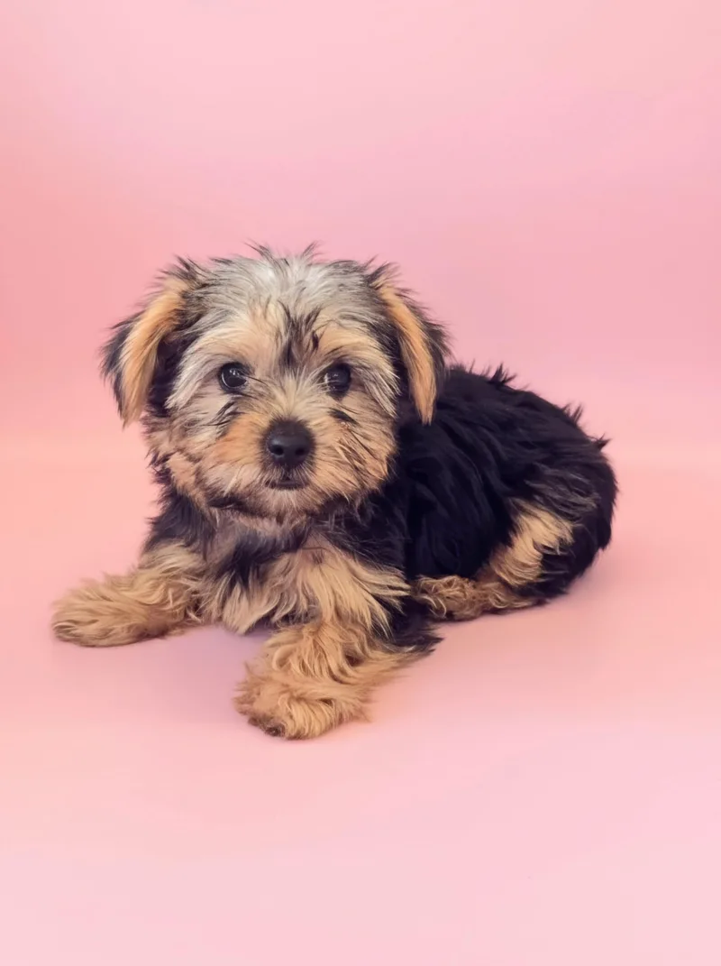 A baby small-sized female Gray / Blue / Silver Yorkshire Terrier dog named Daphne for adoption in San Pedro, CA
