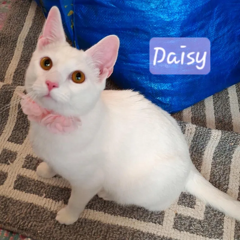 A baby medium-sized female White Domestic Short Hair cat named Snowflake & Daisy  for adoption in Yorba Linda, CA