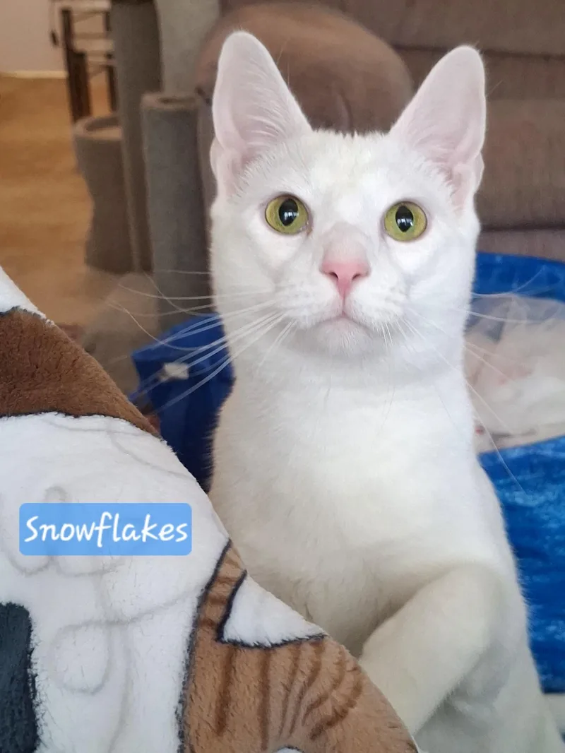 Snowflake & Daisy  thumbnail 5