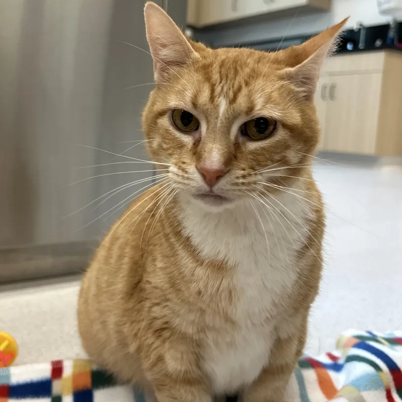 A senior medium-sized female Tabby (Orange / Red) Domestic Short Hair cat named Daya Betty for adoption in Hillsboro, MO