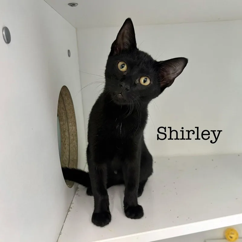 A young medium-sized female Black Domestic Short Hair cat named Shirley for adoption in Spring Lake, NJ
