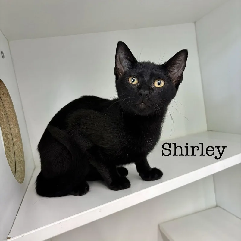 Shirley thumbnail 2