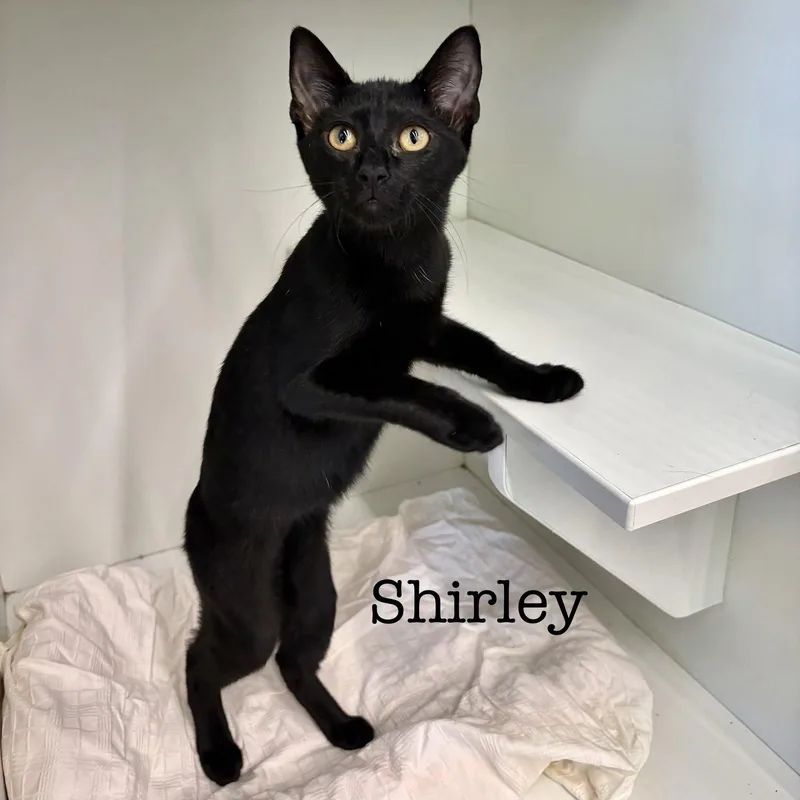 Shirley thumbnail 3